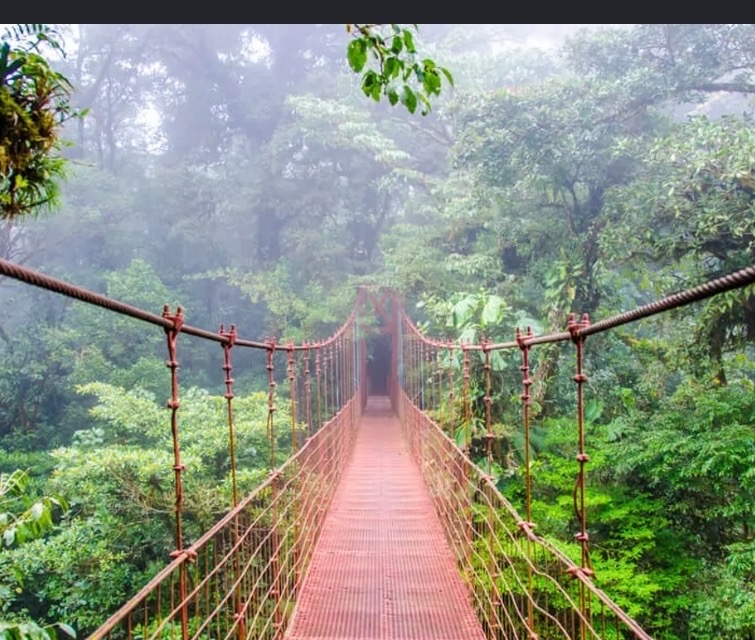 Hanging bridge in the cloud forest