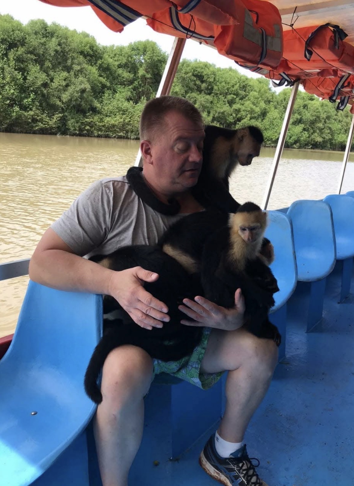 Capuchin monkeys on a mangrove boat tour