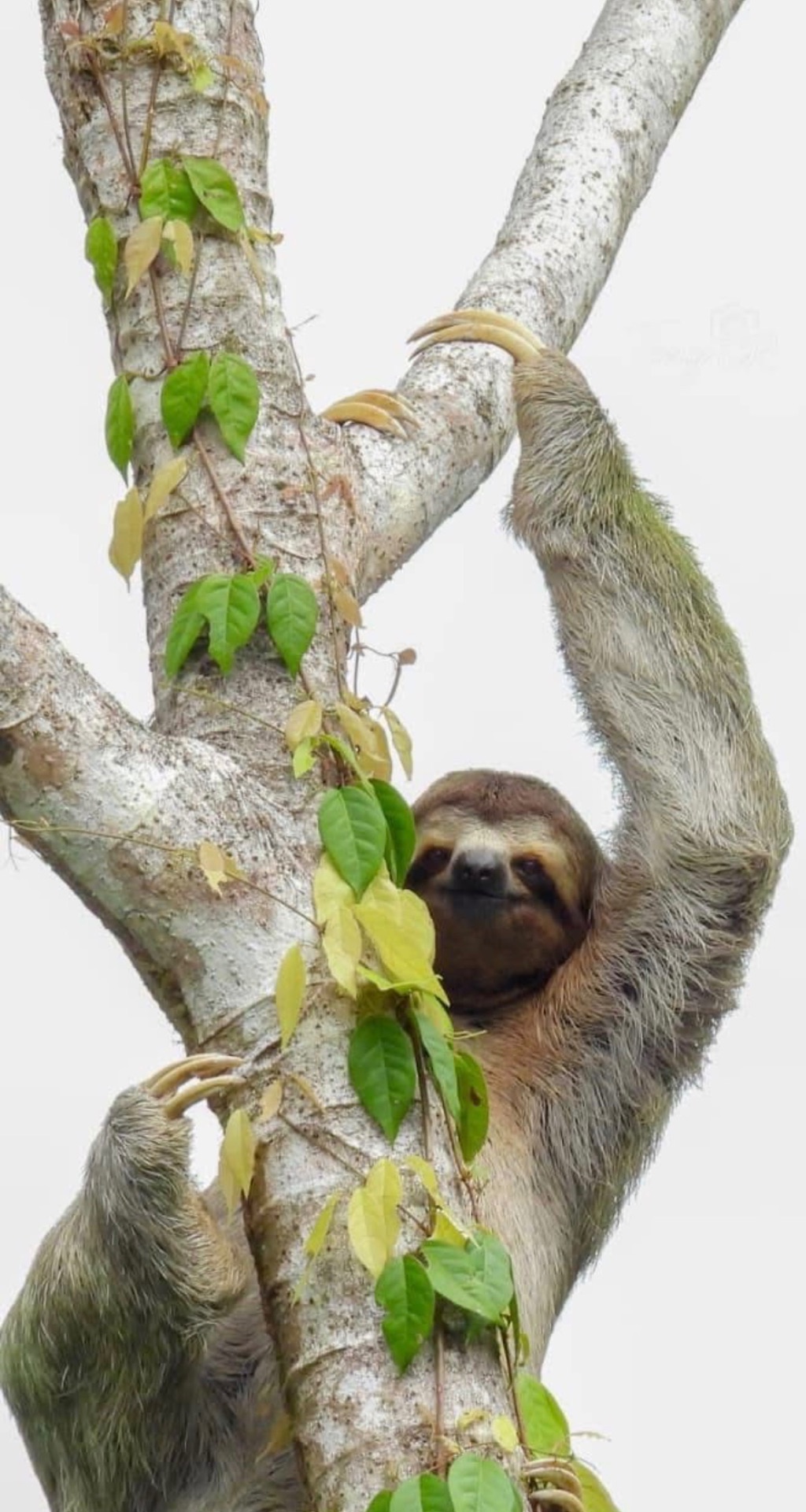Three-toed sloth in the rainforest